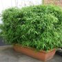 Fargesia nitida 'Great Wall' in pot